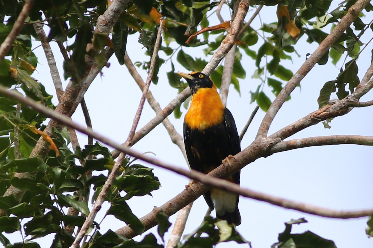 Golden Myna - Chris Wiley