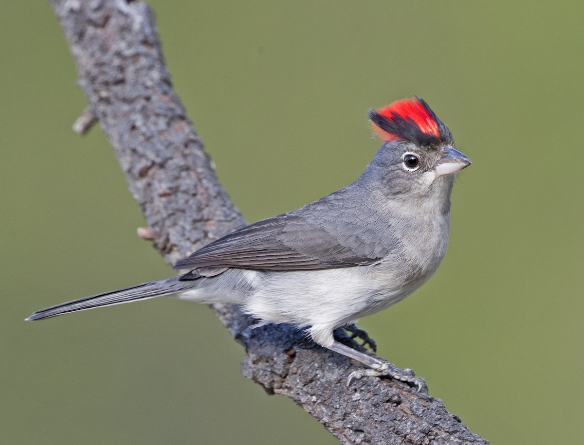 Pileated Finch - Ciro Albano