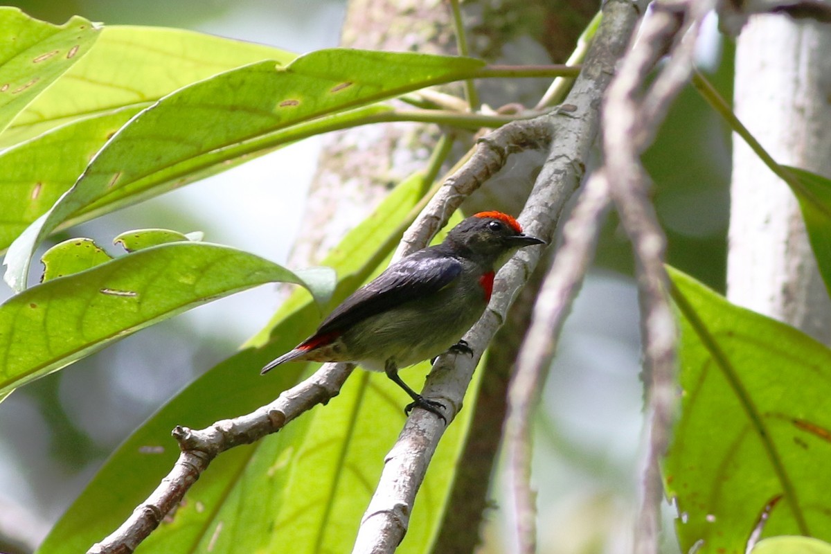 Red-capped Flowerpecker - Chris Wiley