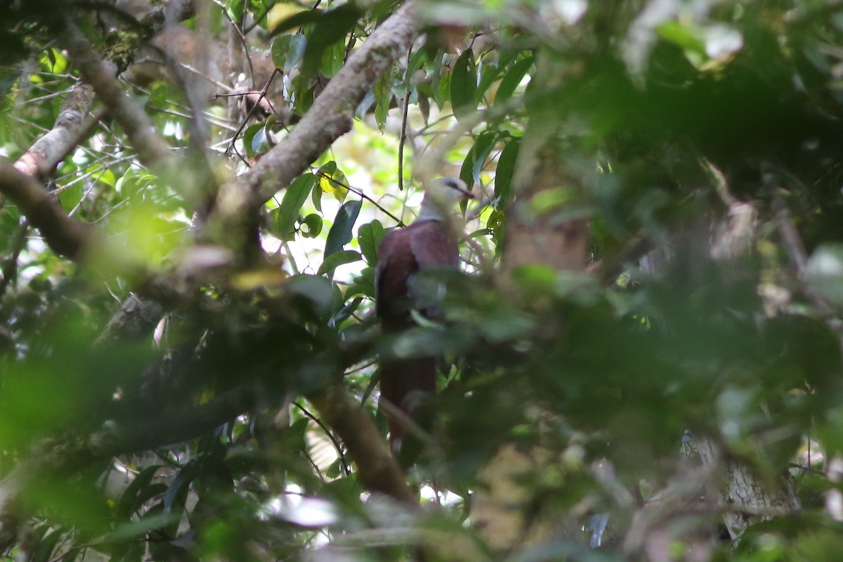 Great Cuckoo-Dove - ML185097711