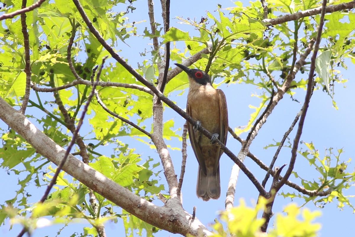 Long-billed Cuckoo - ML185097781