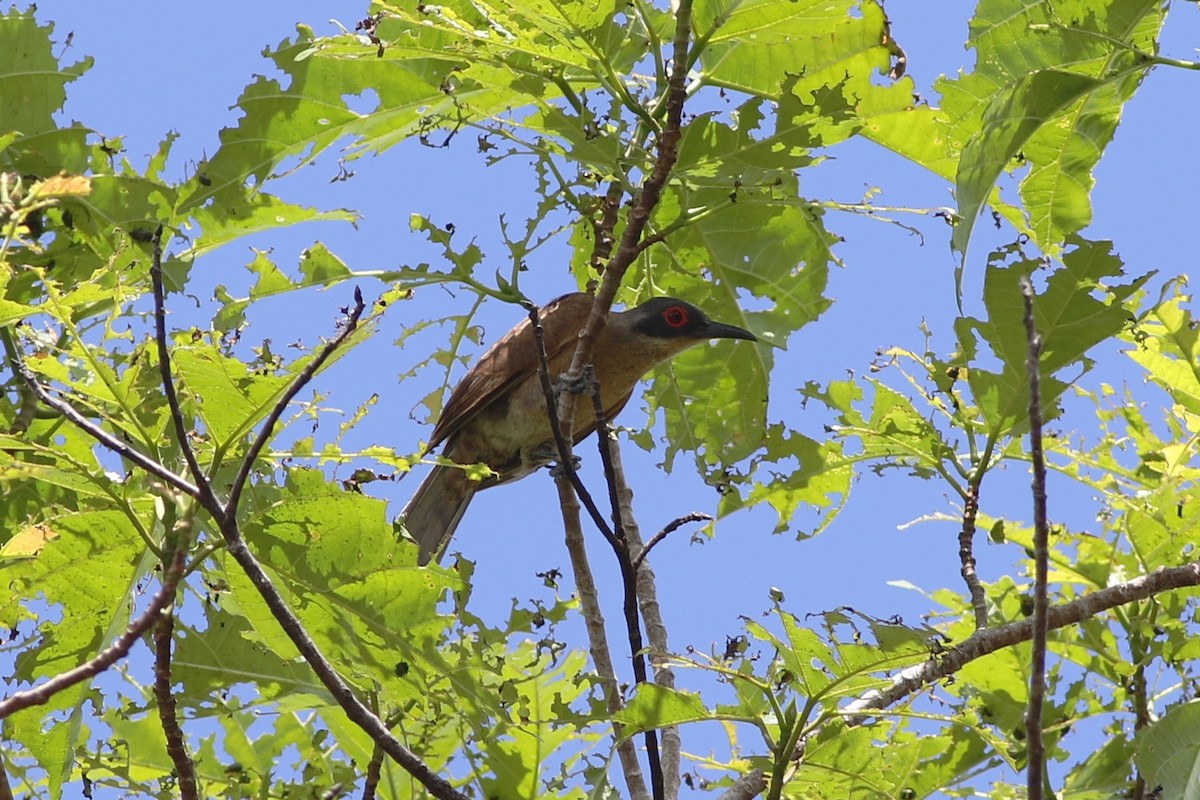 Long-billed Cuckoo - Chris Wiley