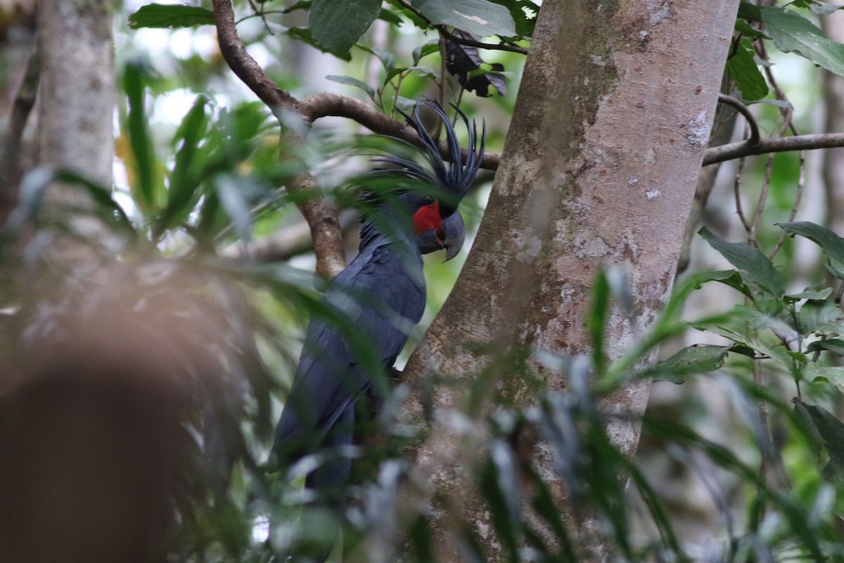 Palm Cockatoo - ML185097881