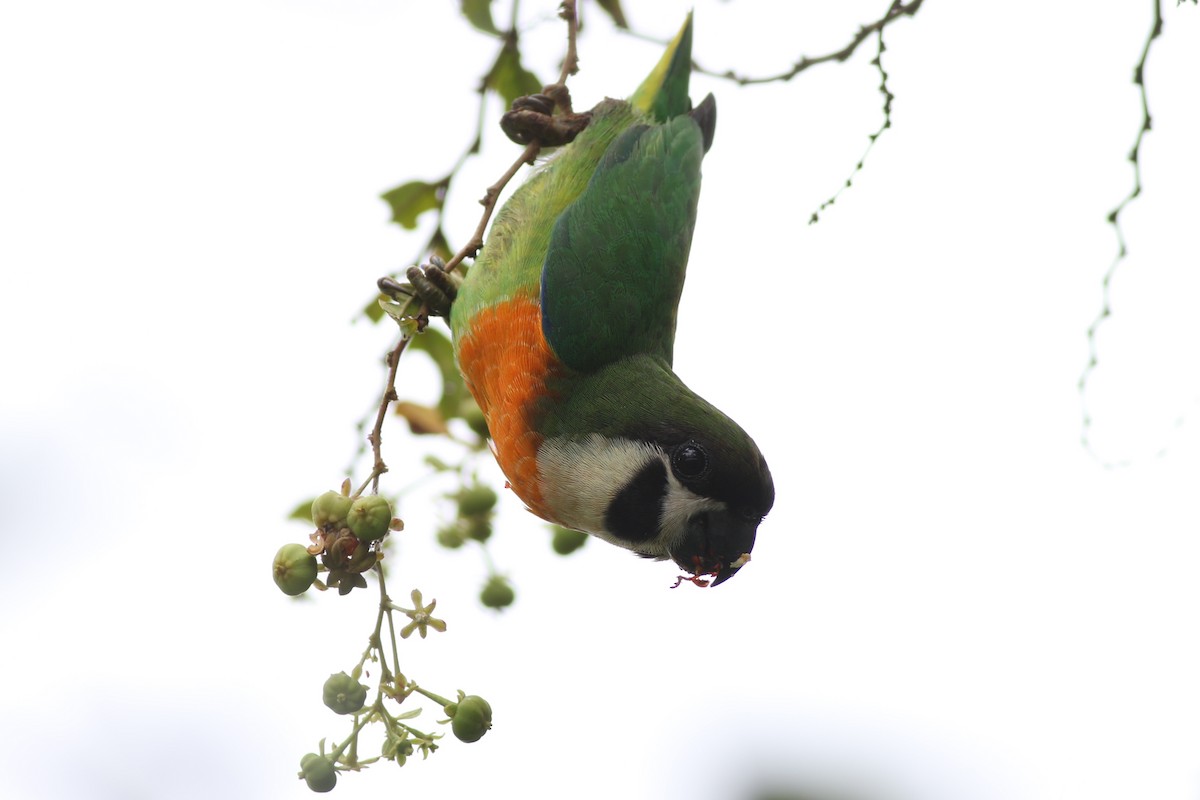 Dusky-cheeked Fig-Parrot - ML185098021