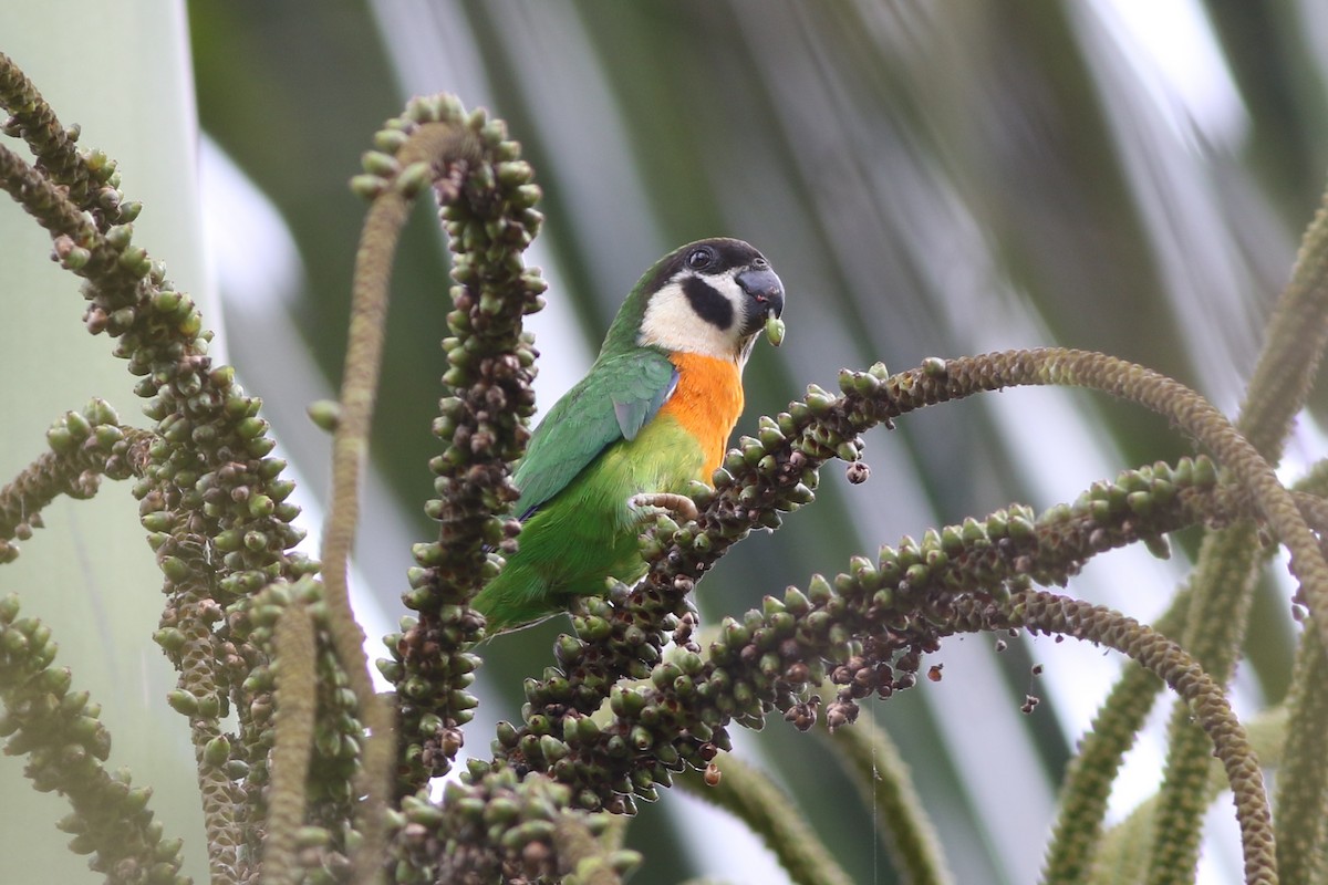 Dusky-cheeked Fig-Parrot - ML185098041