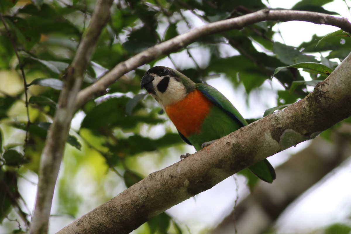 Dusky-cheeked Fig-Parrot - ML185098051