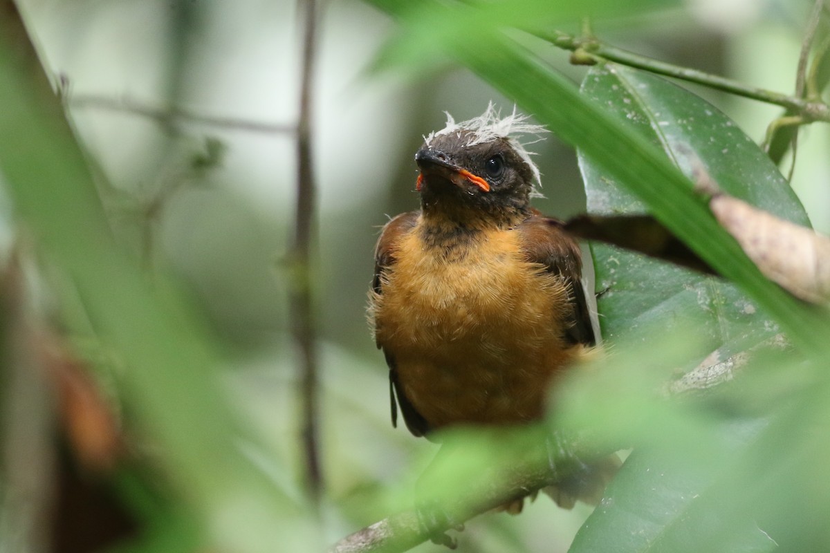 Southern Variable Pitohui - ML185098111