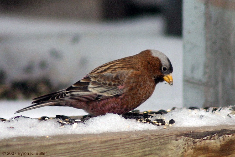 Gray-crowned Rosy-Finch - ML185098231