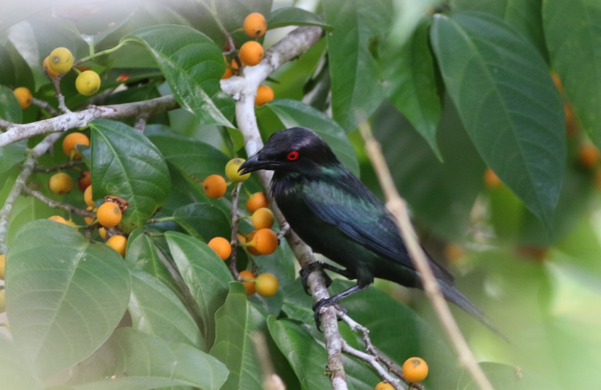 Metallic Starling - ML185098301