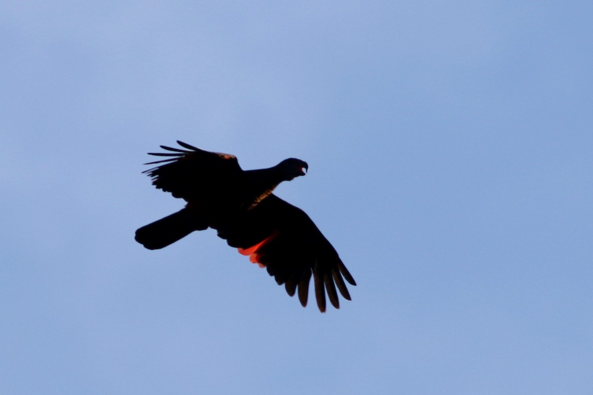 Pesquet's Parrot - ML185099011