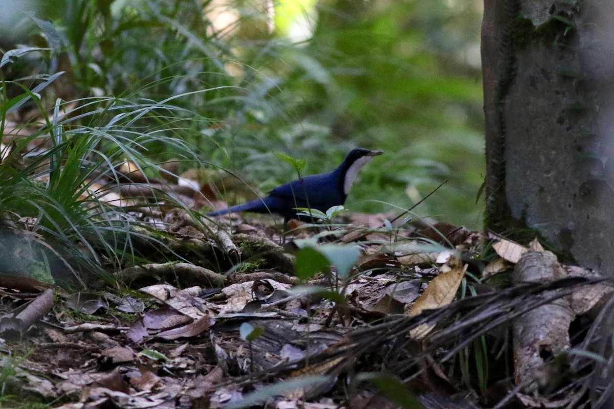 Blue Jewel-babbler - Chris Wiley