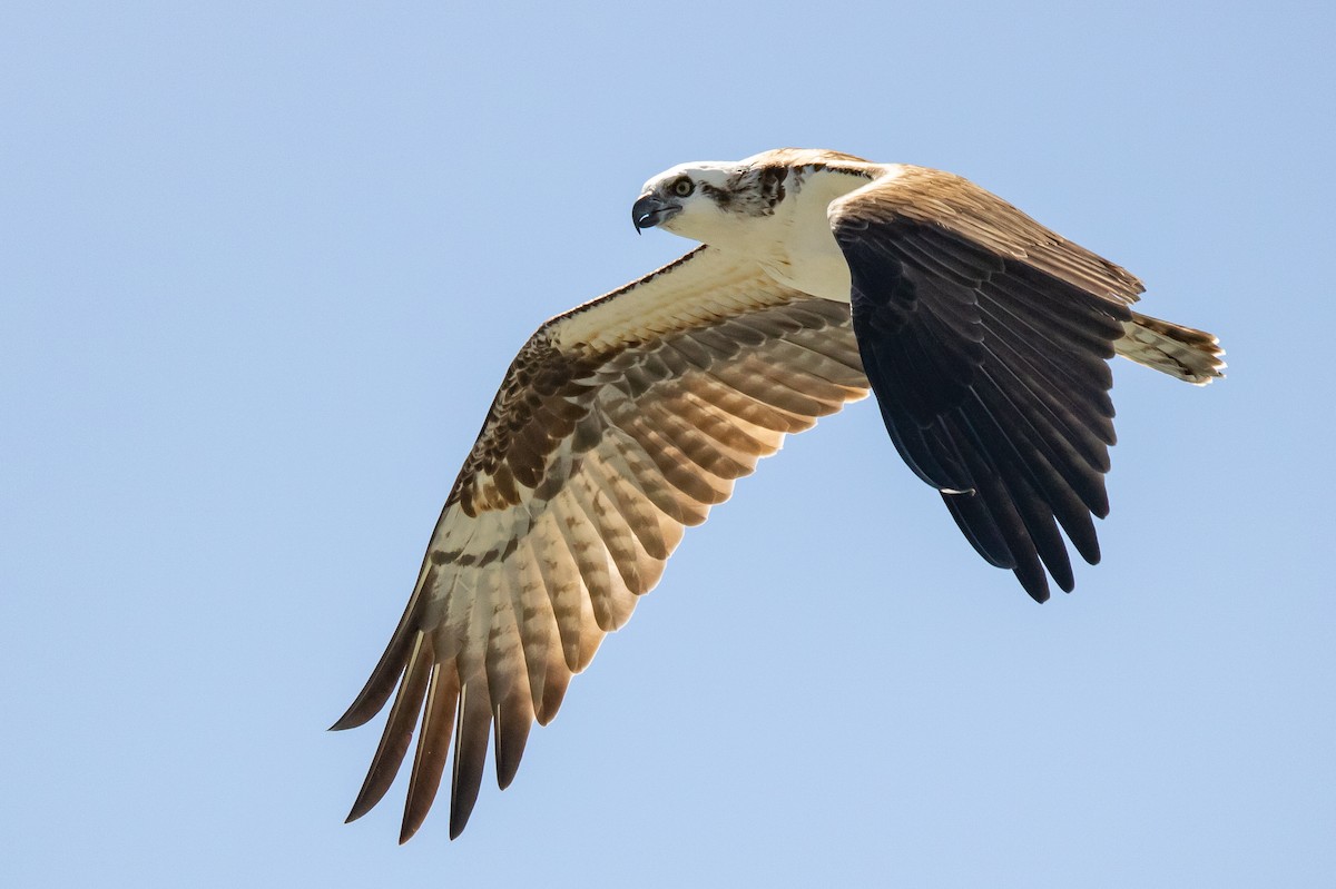 Osprey - Hernan Riverol