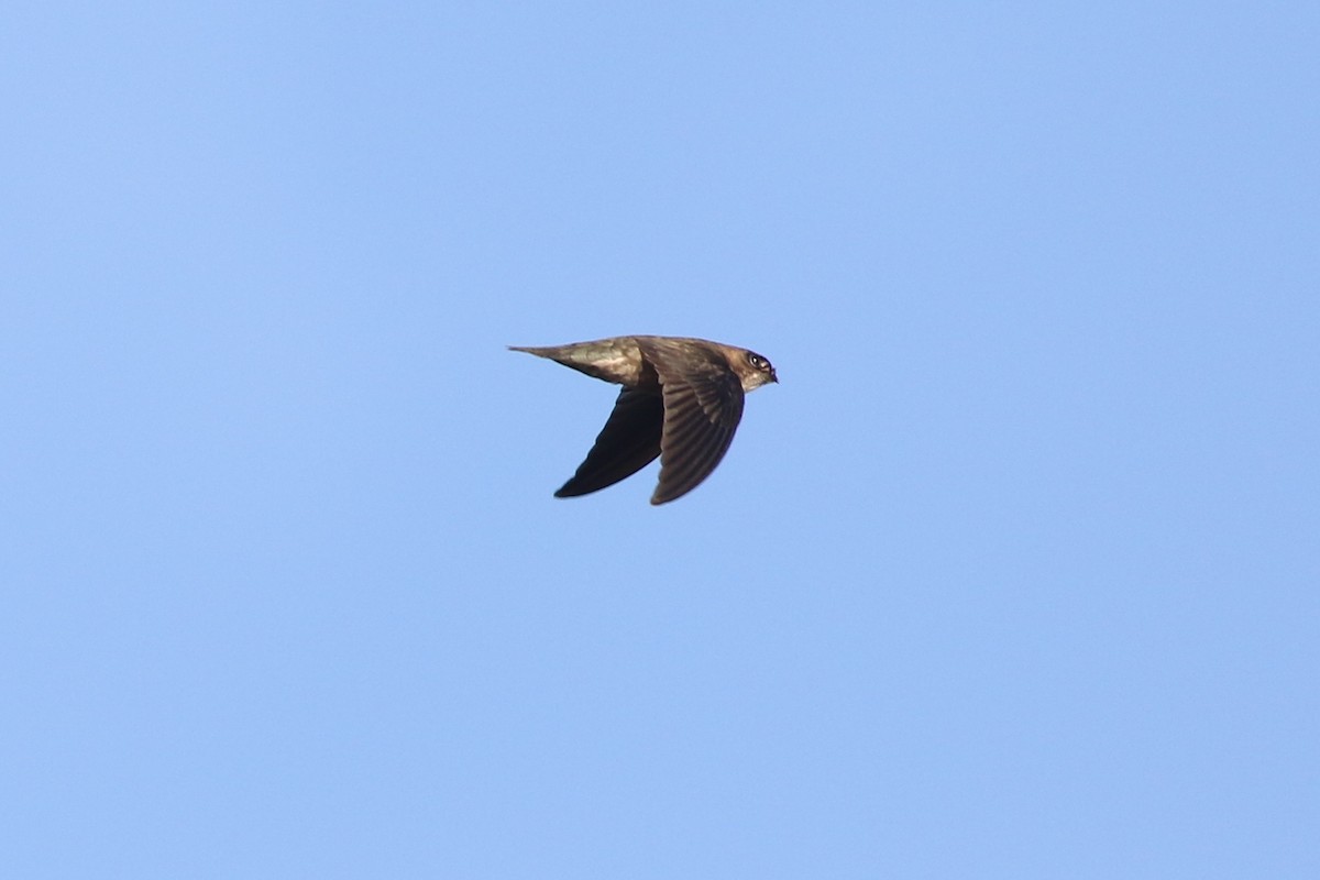 Papuan Spinetail - ML185100311