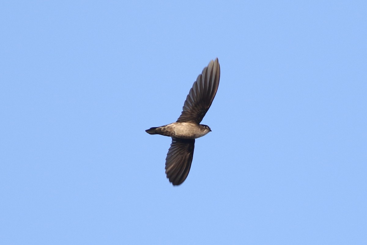 Papuan Spinetail - ML185100321