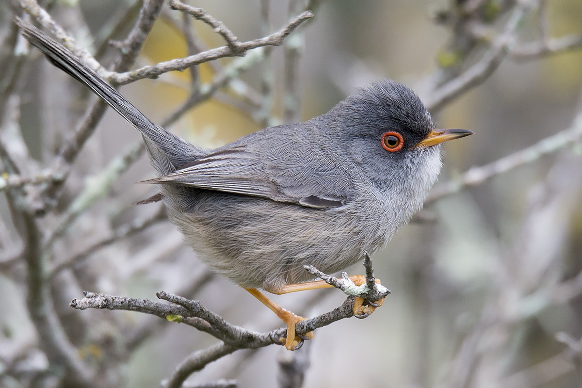 Balearic Warbler - Miguel Rouco