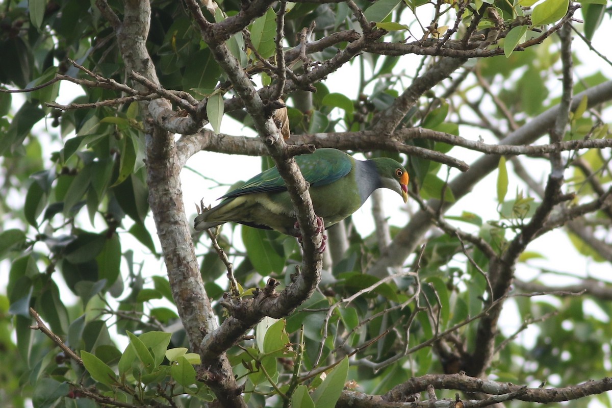 Orange-fronted Fruit-Dove - ML185100861