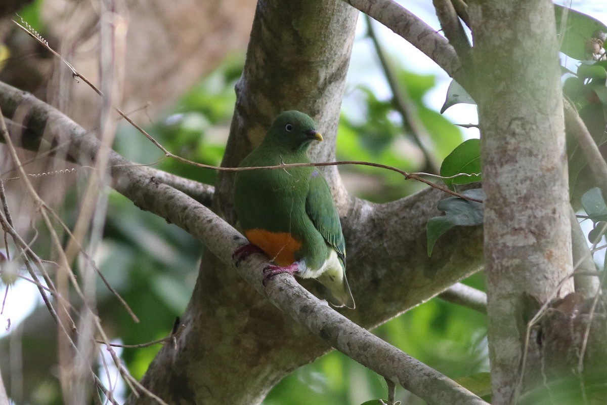 Orange-bellied Fruit-Dove - ML185101001