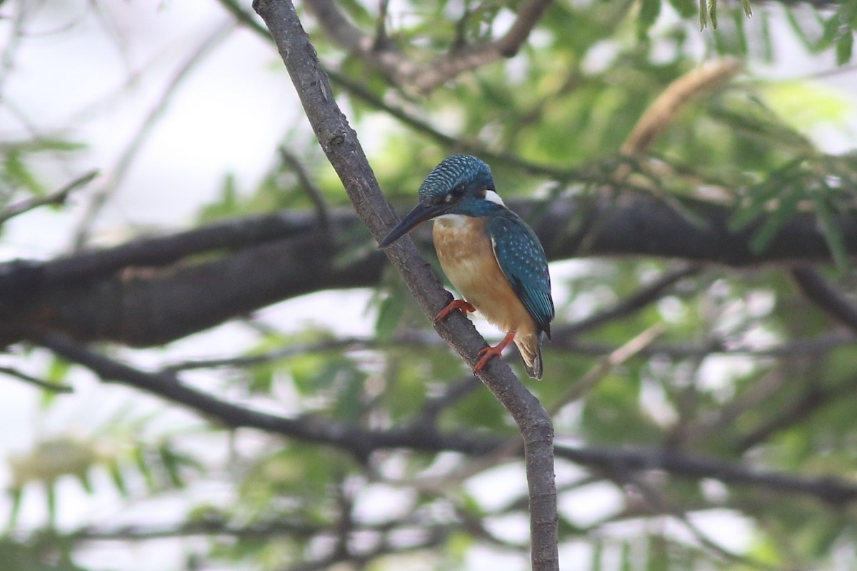 Common Kingfisher - ML185101221