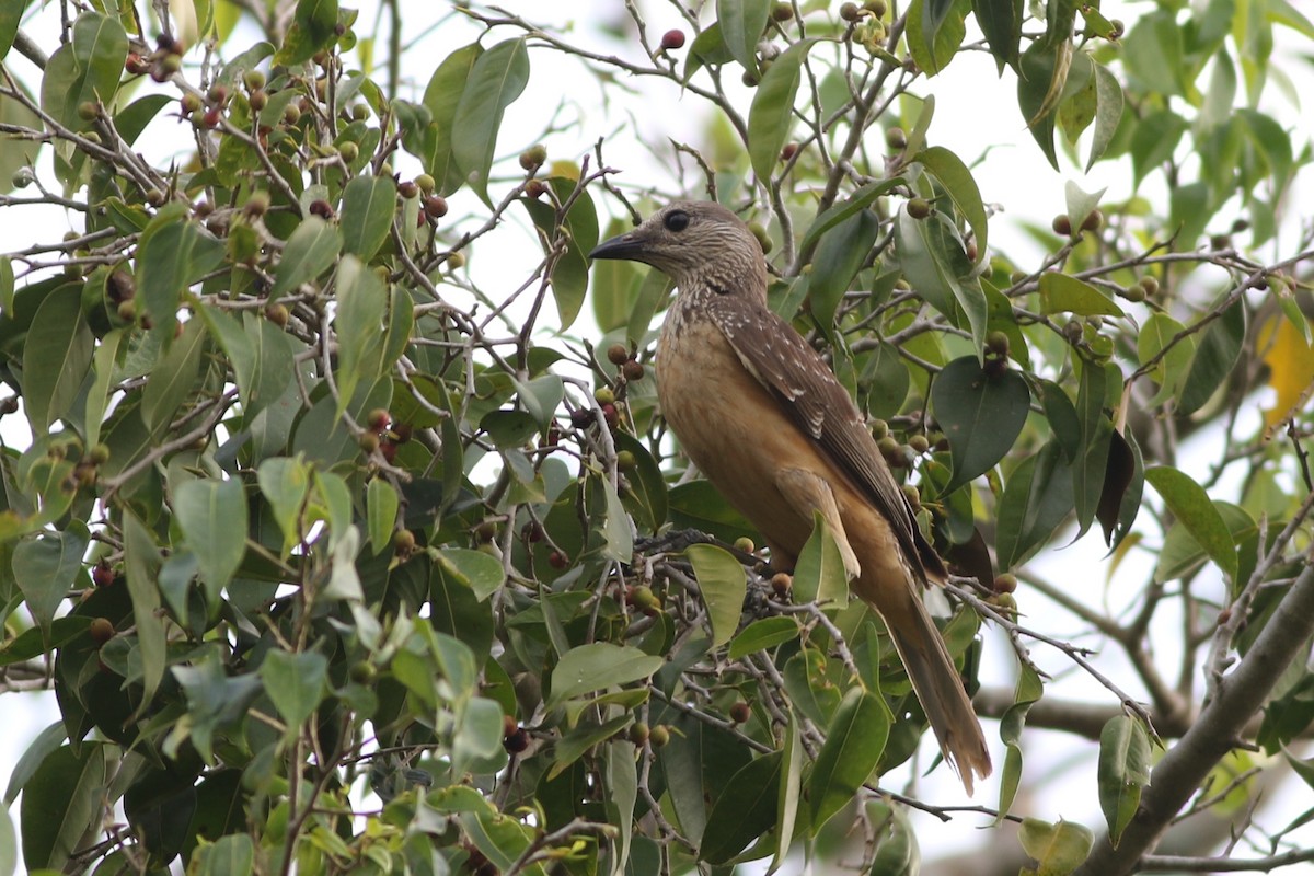 Fawn-breasted Bowerbird - ML185101401