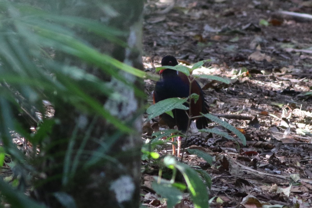 Pheasant Pigeon - Chris Wiley