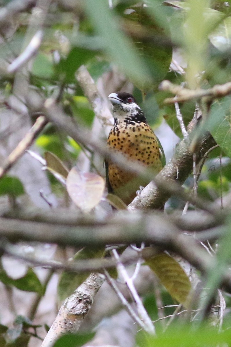 Ochre-breasted Catbird - ML185103331