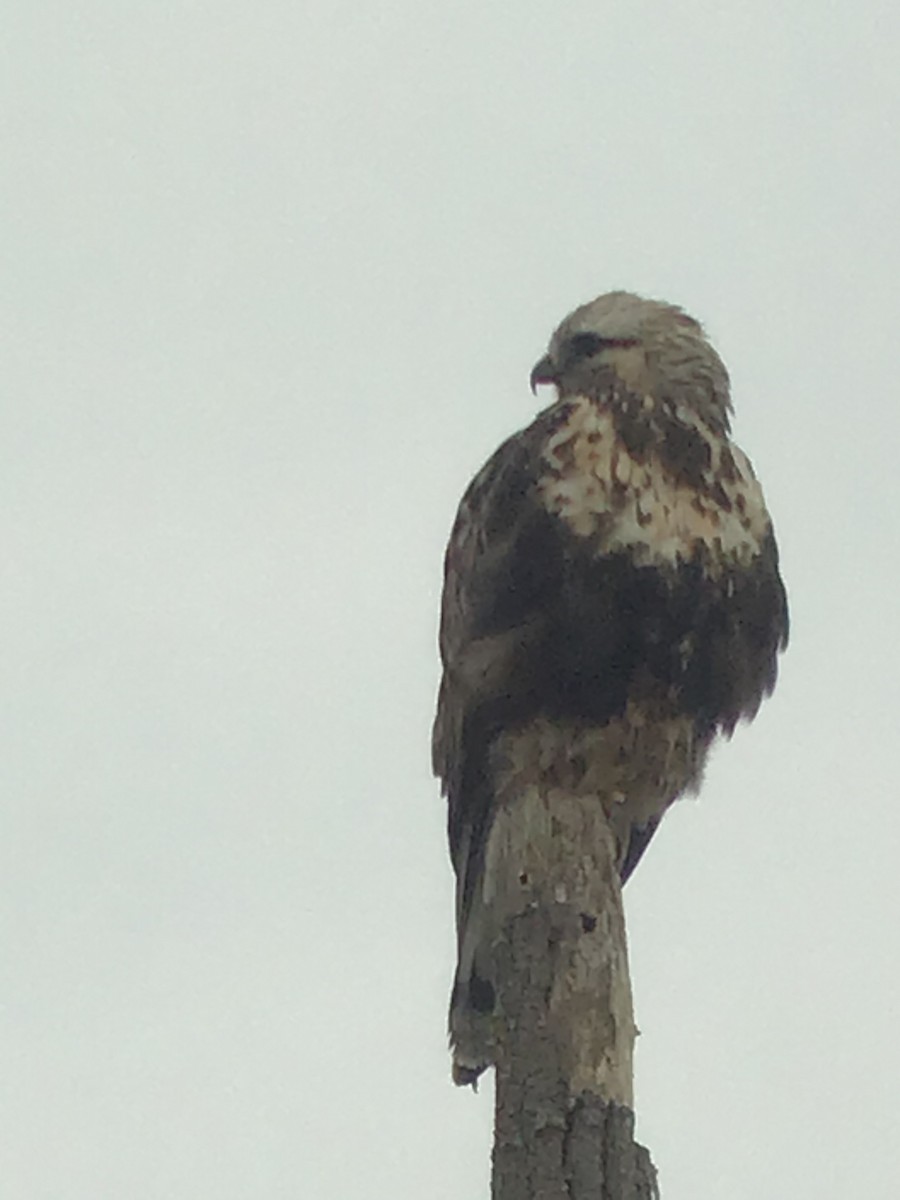 Rough-legged Hawk - ML185103821