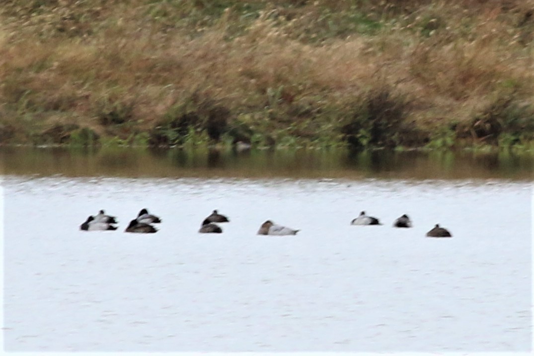 Canvasback - ML185105041