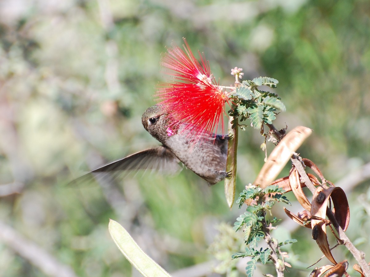 Anna's Hummingbird - ML185105501