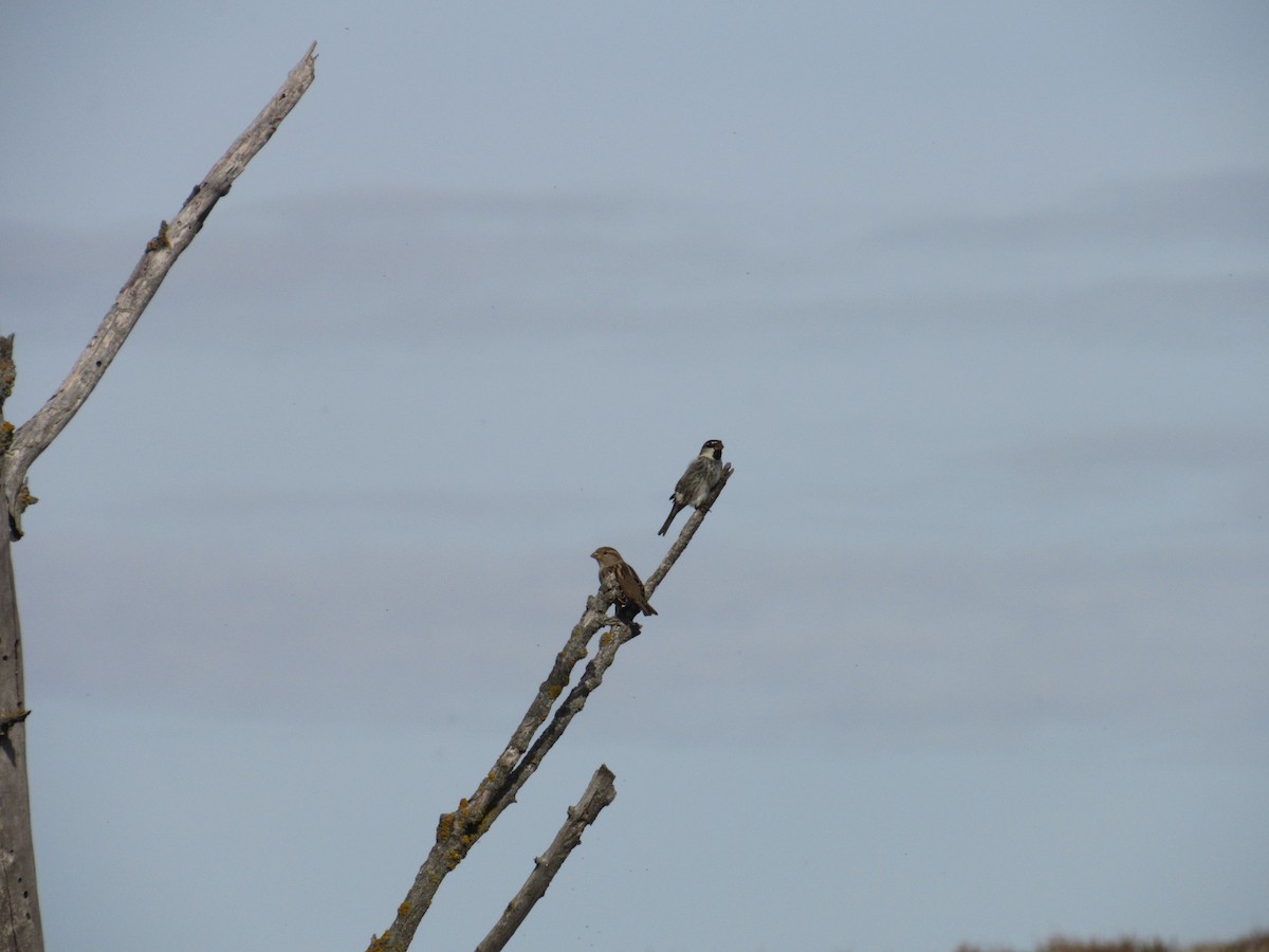 Moineau espagnol - ML185105681