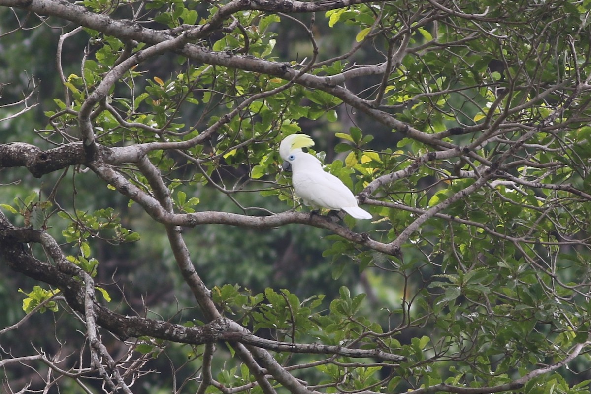 Blue-eyed Cockatoo - ML185106591