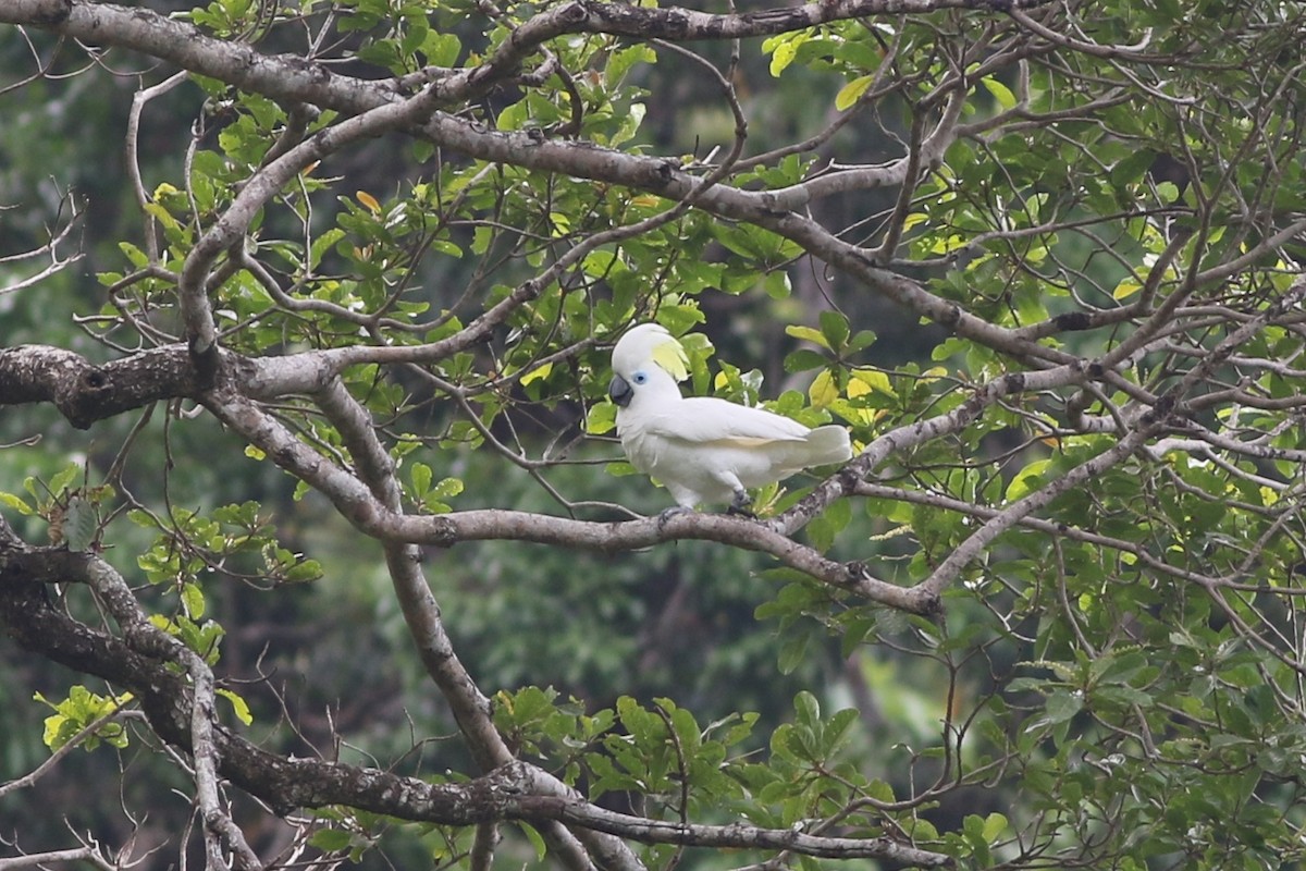 Blue-eyed Cockatoo - ML185106631