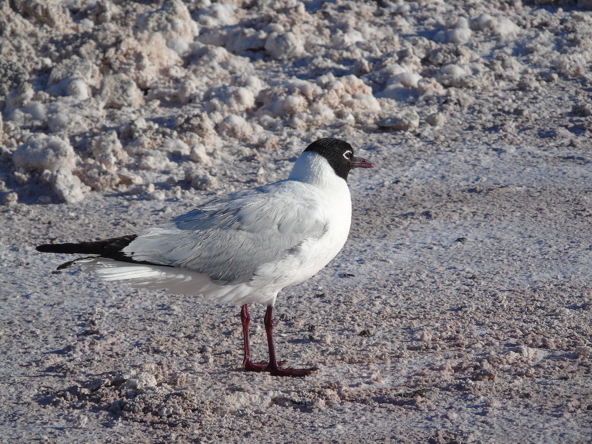 Andean Gull - ML185107301