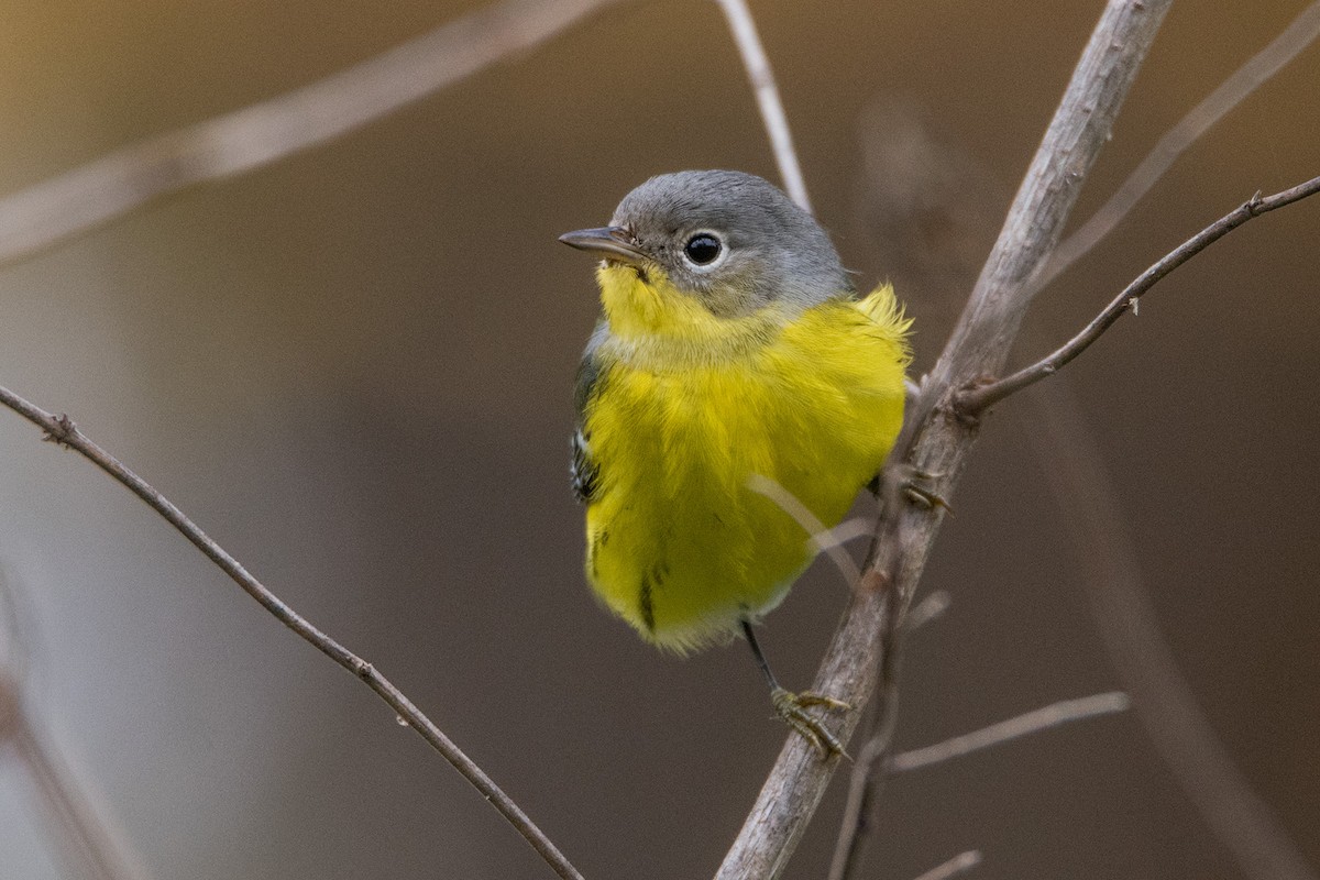 Magnolia Warbler - Sue Barth