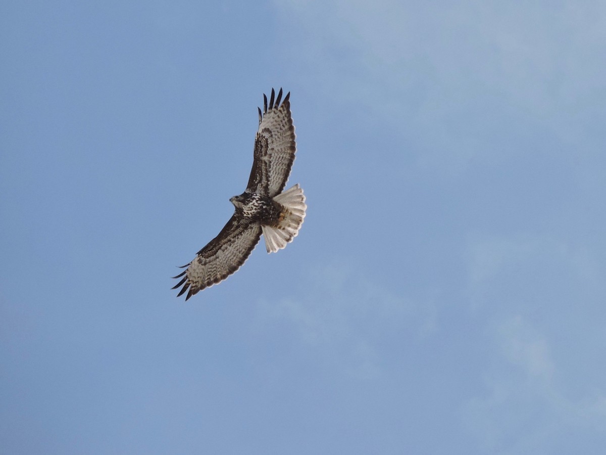 Red-tailed Hawk (Harlan's) - Forrest English