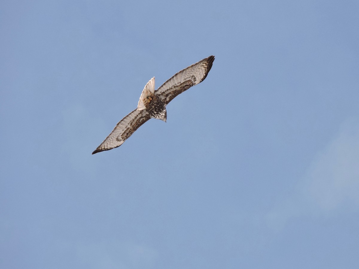 Red-tailed Hawk (Harlan's) - ML185109801