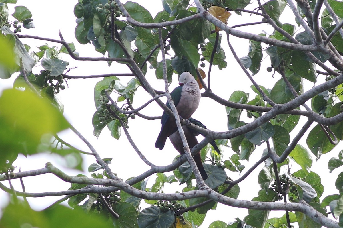 Red-knobbed Imperial-Pigeon - ML185110071