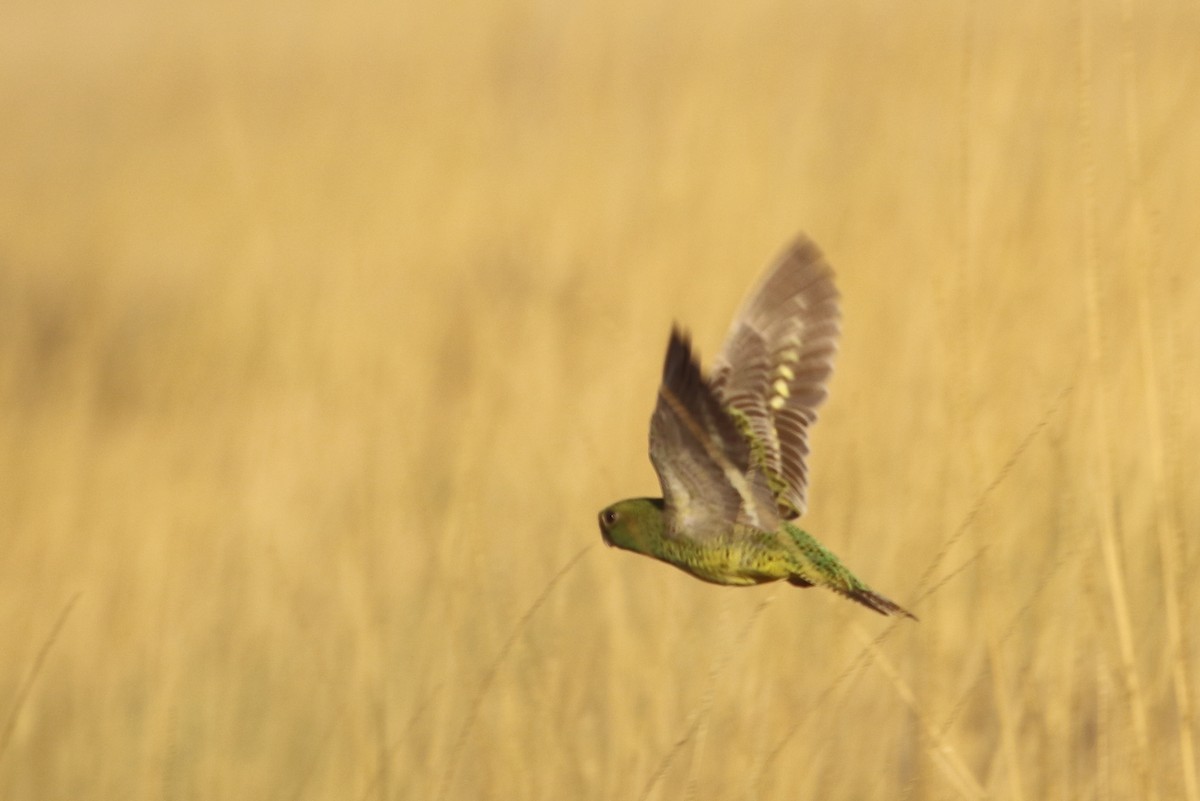 Night Parrot - ML185110581