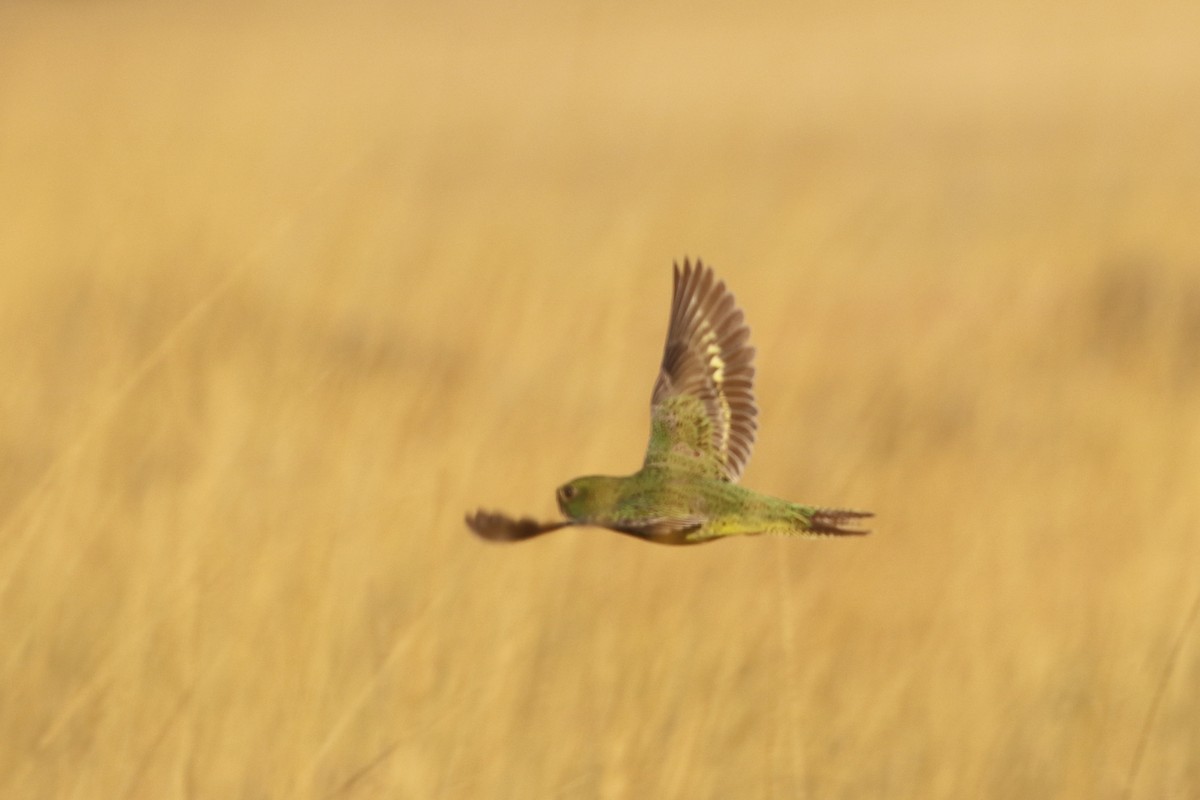 Night Parrot - ML185110591