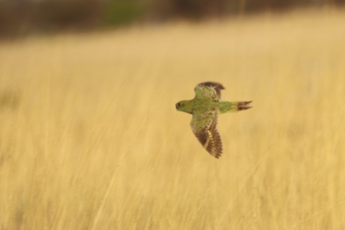 Night Parrot - Richard Fuller