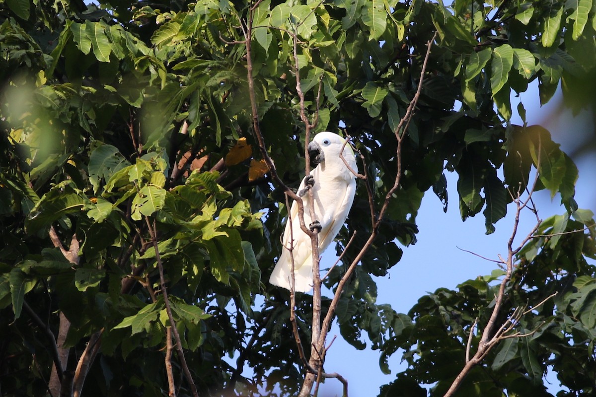 Blue-eyed Cockatoo - ML185110651