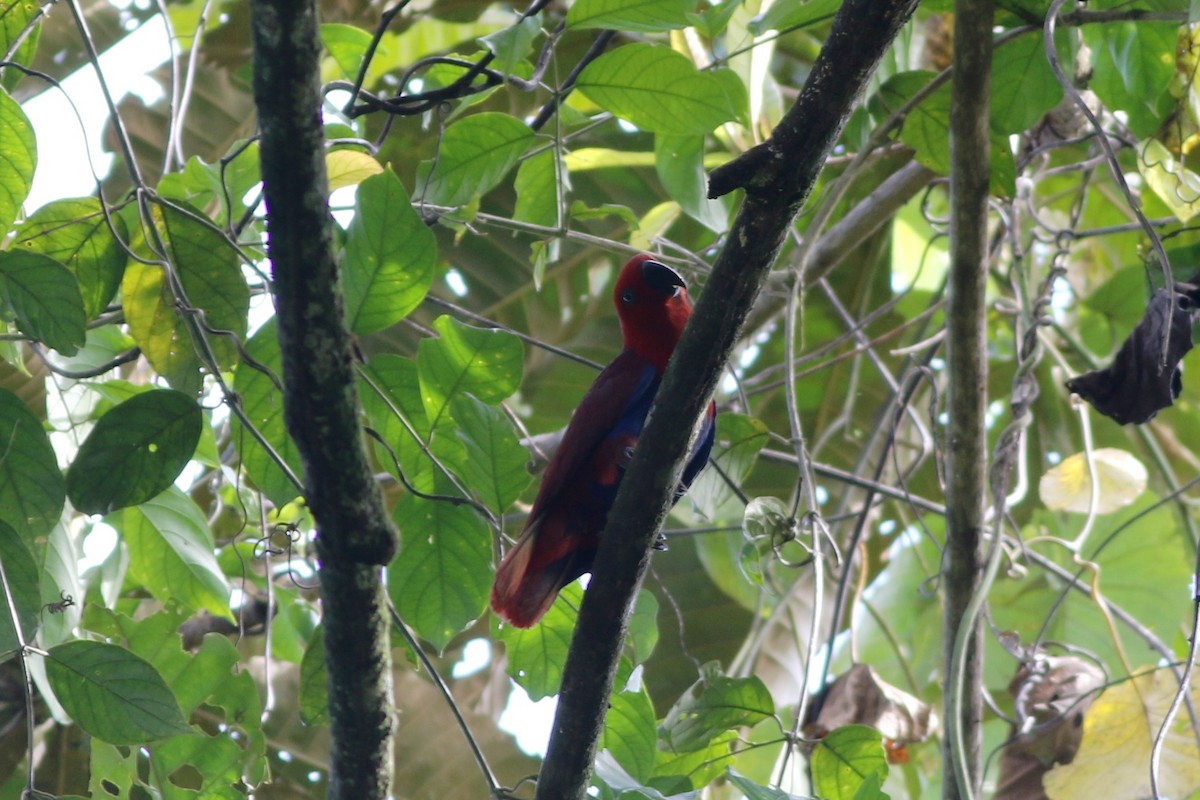 Papua Eklektus Papağanı - ML185110831
