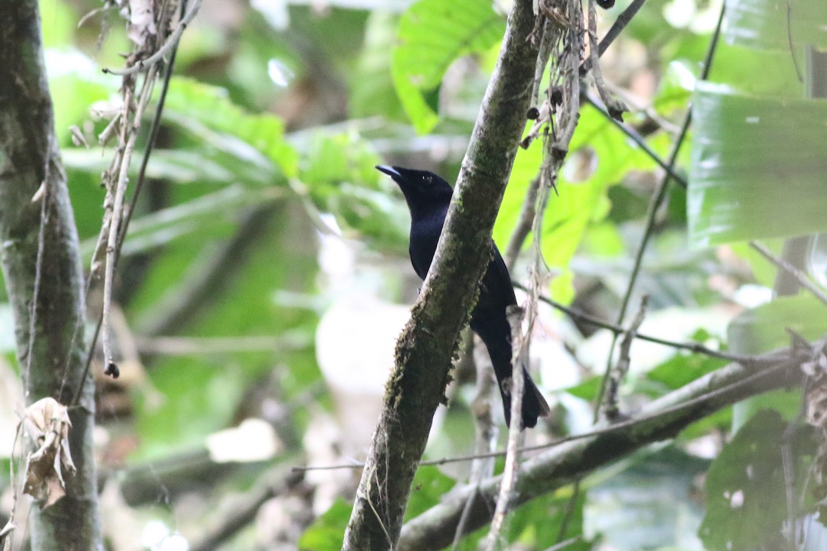 Dull Flycatcher - ML185111191