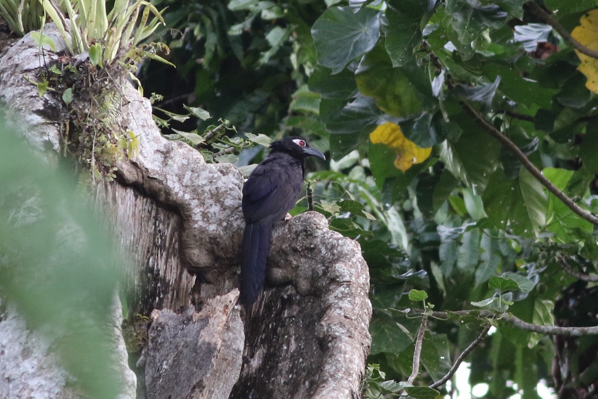 Violaceous Coucal - Chris Wiley