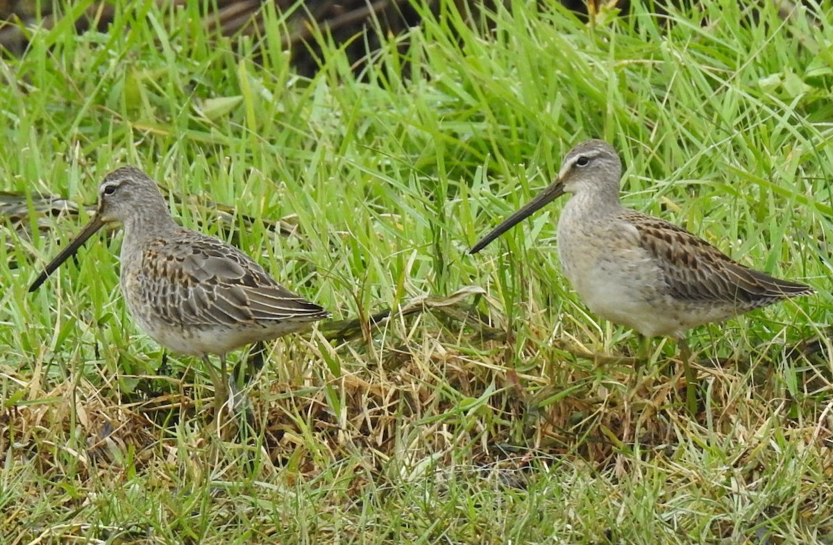 Long-billed Dowitcher - ML185111691