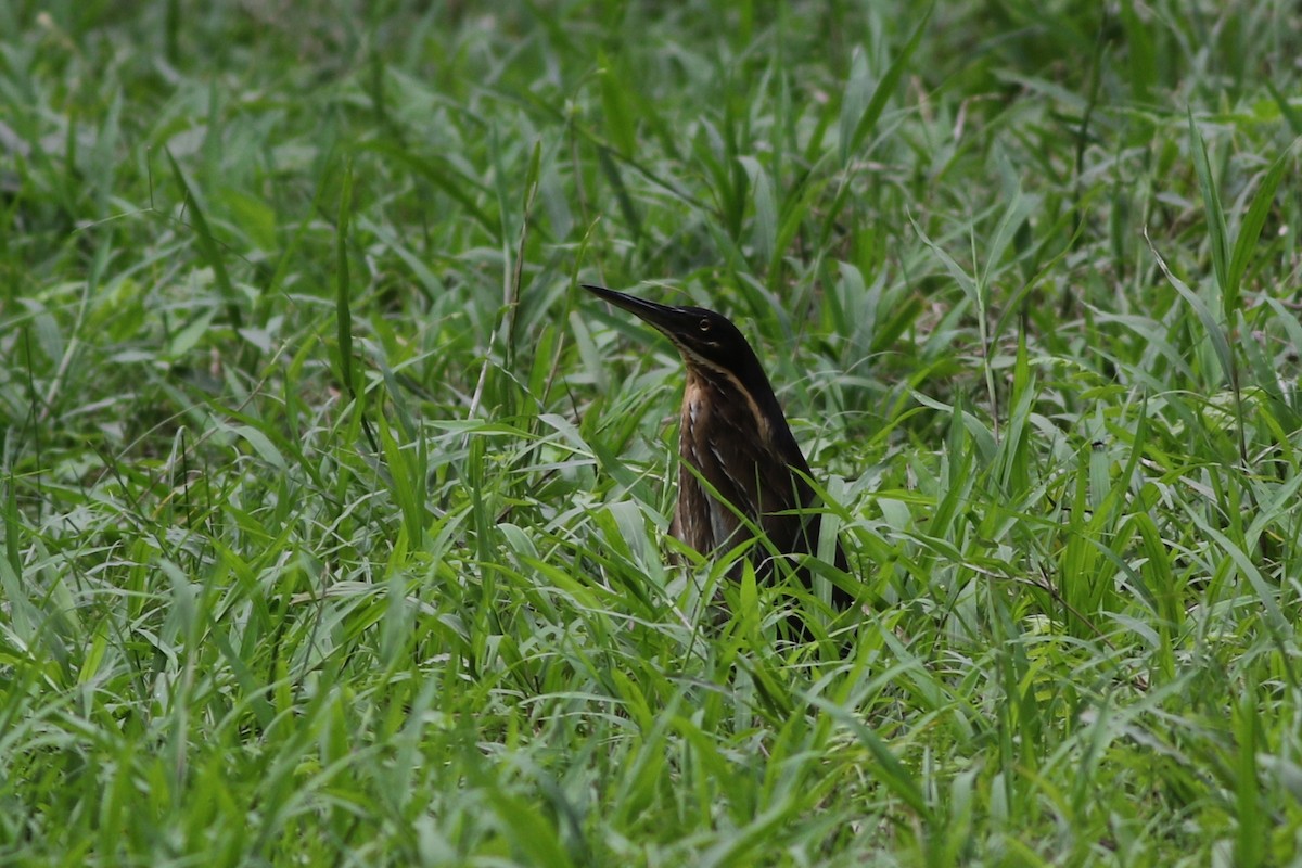 Black Bittern - ML185111761