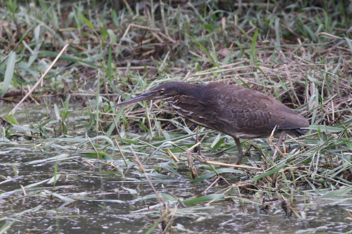 Black Bittern - ML185111781