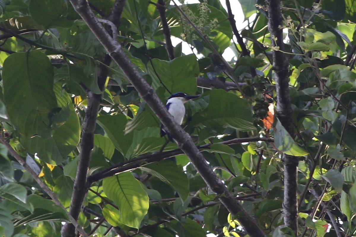 Martin-chasseur à dos blanc - ML185111831