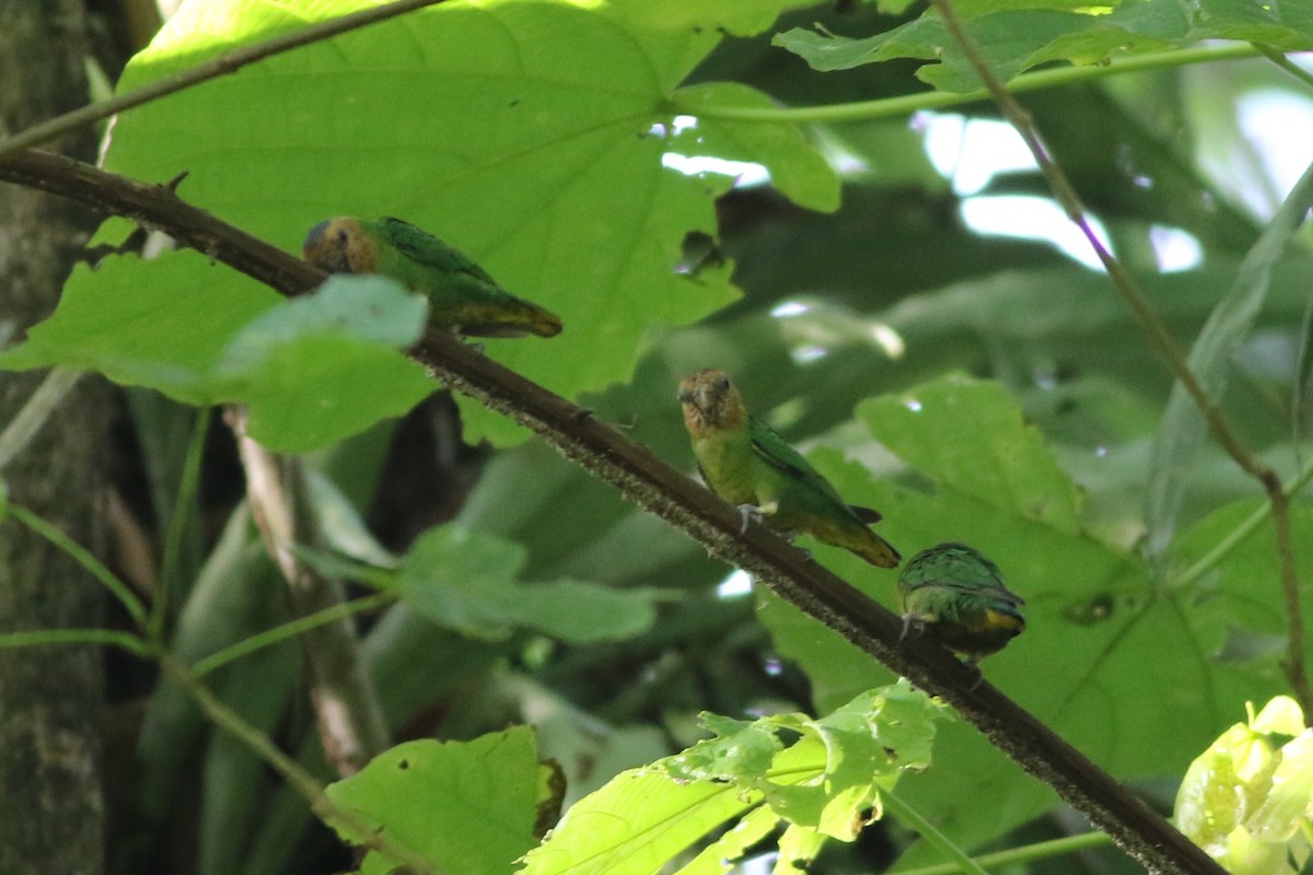 Buff-faced Pygmy-Parrot - Chris Wiley