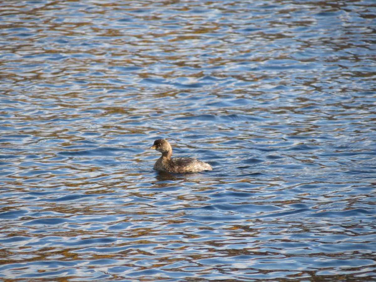 Pied-billed Grebe - Jim Edsall