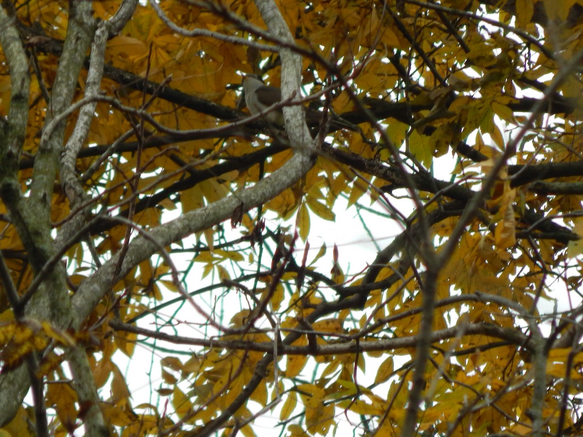 Yellow-billed Cuckoo - ML185112061